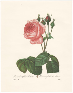 Vintage Pierre-Joseph Redoute roses and flowers